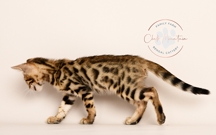 Miles the Bengal kitten socialized and ready for his forever home